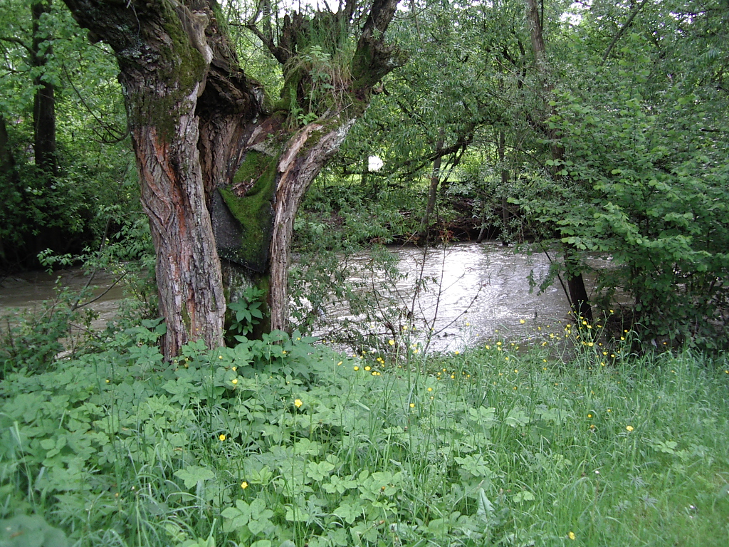 Lučina2